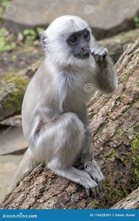 Hanuman Langur stock image. Image of portrait, park - 116628301