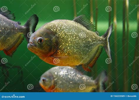 Red-bellied Piranha Pygocentrus Nattereri, Also Known As Red Piranha in Their Habitat Stock ...