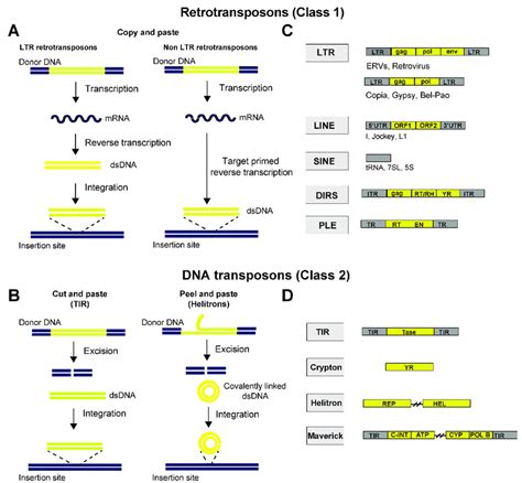 Schematic representation of the mobilization mechanisms of transposable... | Download Scientific ...