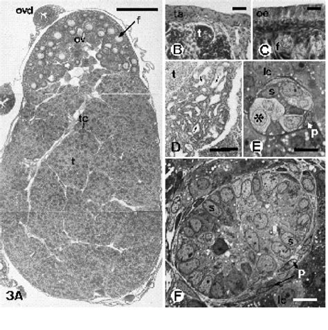 Histology of the ovotestes in T. occidentalis females. (A) Haematoxylin ...