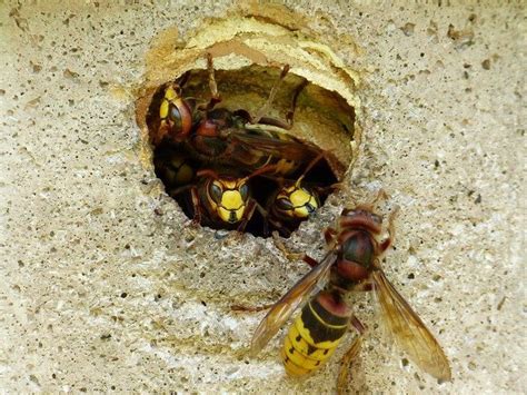 Will A Wasps Nest Damage My House? | Diamond Pest Control