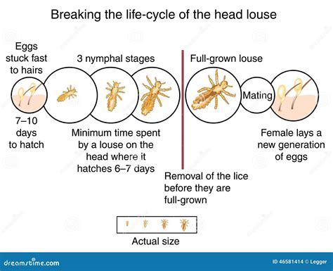 Head louse life cycle stock illustration. Illustration of meshes - 46581414