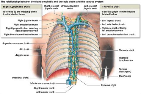 Thoracic duct anatomy, thoracic duct drainage & function