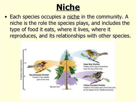 Examples of Ecological Niches