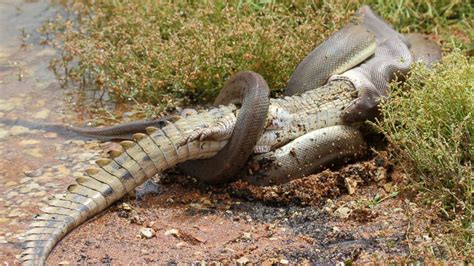 Giant snake swallows crocodile after epic five-hour battle | Geekquinox - Yahoo News Canada