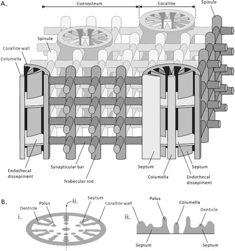 Graphic representation of some of the terms used to describe the coral ...