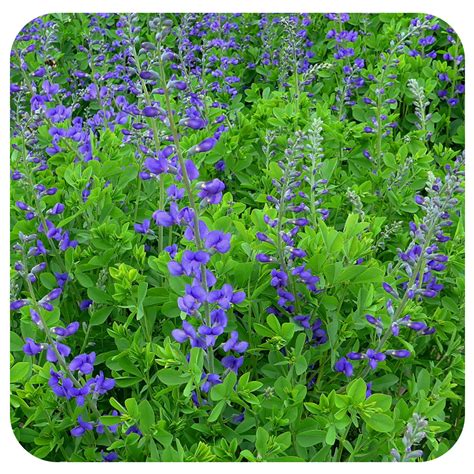 Wild Blue Indigo (Baptisia australis) NATIVE PERENNIAL - Davenport Garden Centre