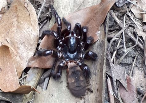 Suspected funnel-web spider seen at Sharon – Bundaberg Now