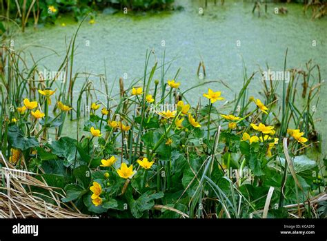 Marshy habitat hi-res stock photography and images - Alamy