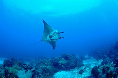 What Makes Manta Rays and Stingrays Different? - NMSF