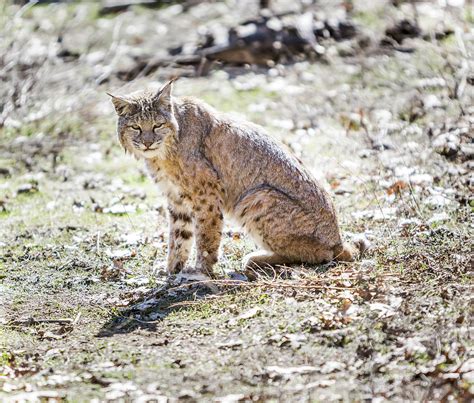 Bobcat Lynx Photograph by Her Arts Desire - Fine Art America