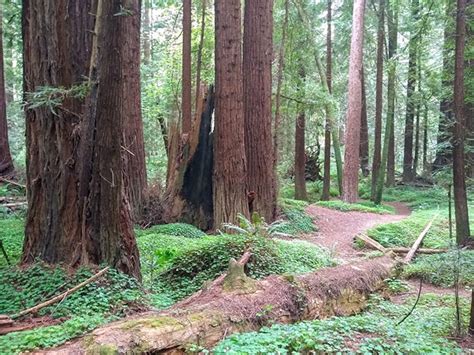 Navarro River Redwoods State Park Guide - California State Parks