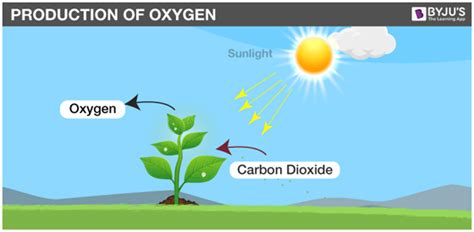 Drawing of Oxygen Being Released by Trees - Hagans Leations