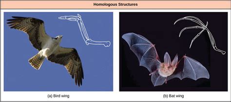 Anatomical Evidence of Evolution