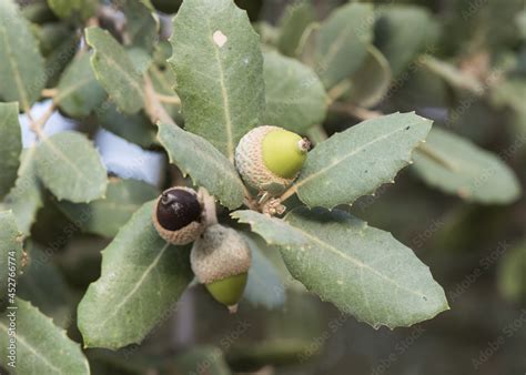 Quercus ilex subs ballota still immature green acorns with green oak leaves with bluish tones on ...