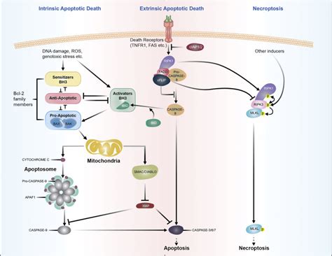 Programmed Cell Death in Immune Defense: Knowledge and Presumptions ...