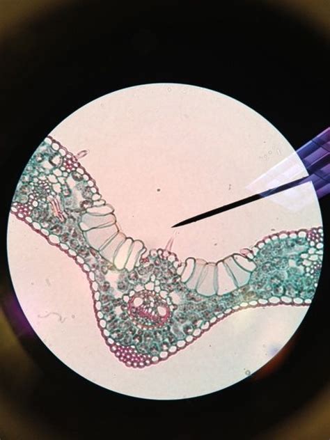 I took this photo through the microscope lens in Botany class. It is a ...