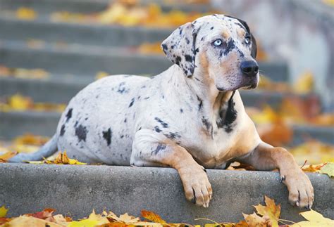 Are Catahoula Leopard Dogs Good Pets