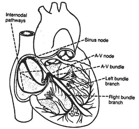 Cross section ofthe heart showing the sinoatrial node and the... | Download Scientific Diagram