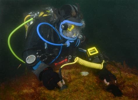 Divers Monitor HMS A7 Using Underwater Thickness Gauge