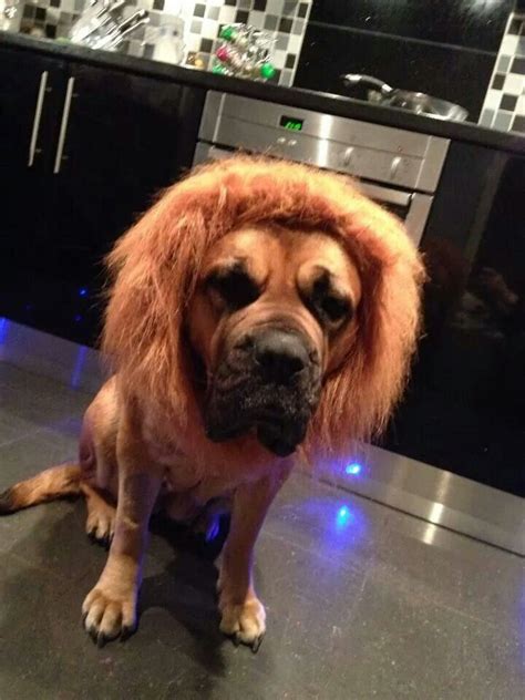 Lion mastiff | Mastiffs, Bull mastiff, Bull