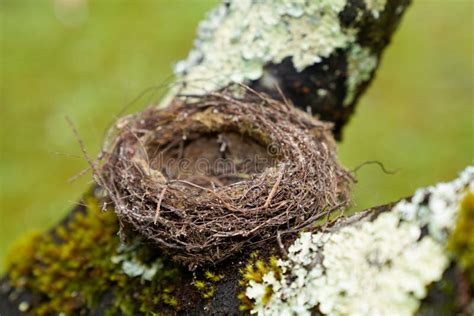 Empty Natural Small Bird Nest in Tree Branch Stock Image - Image of ...