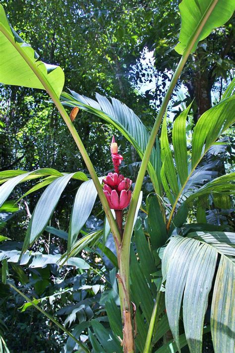 Dwarf Banana Tree: Growing Banana Plants as Ornamentals | Epic Gardening