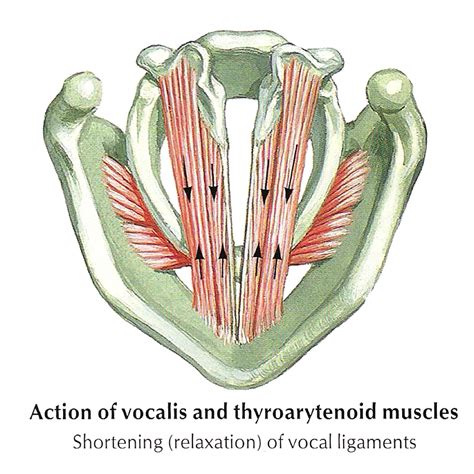 posterior cricoarytenoid muscles | The thyroarytenoid muscles and the vocalis muscles Singing ...