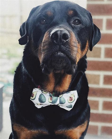 Rottweiler Funny ️💋🐾 in 2020 | Rottweiler love, Rottweiler funny, Rottweiler