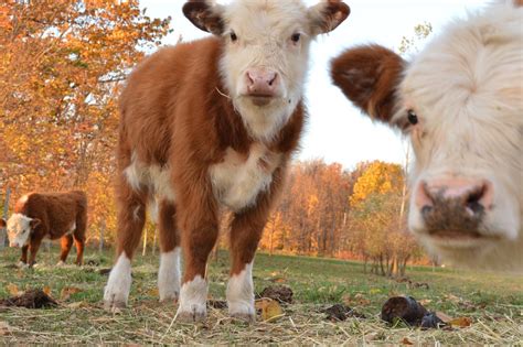 mini herefords - Google Search | Cow Cows | Mini cows, Cow pictures ...