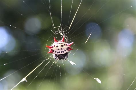 Spiders in Florida - Species & Pictures