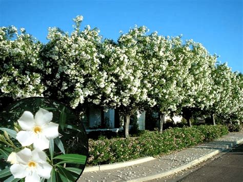 The Top 5 White Flowering Trees