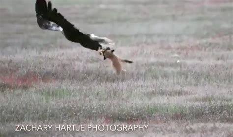 Eagle, fox, rabbit tug-of-war – Eagle picks up fox while trying to ...