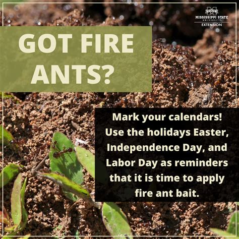 How to Reduce Fire Ants in Your Yard | Mississippi State University ...