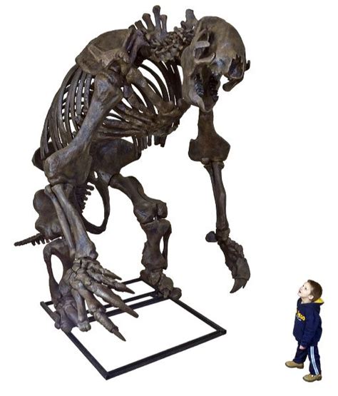 Eremotherium eomigrans VERNE – Giant Ground Sloth Skeleton – Display ...