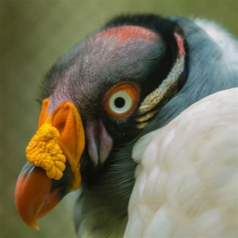 King Vulture Free Stock Photo - Public Domain Pictures