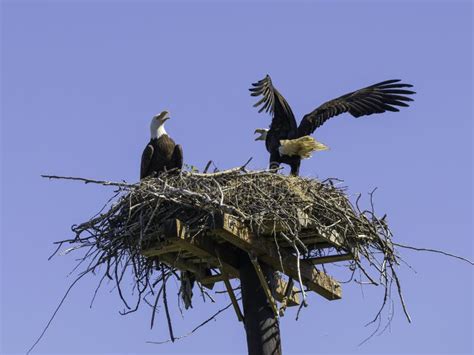 Nesting American Bald Eagle Pair Stock Image - Image of leucocephalus ...