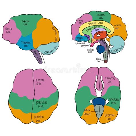 Colourful Human Brain Anatomy Diagram Illustration Stock Vector ...