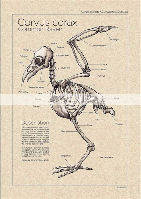 Printable Art Instant Download - Raven Crow Skeleton Diagram Vintage ...