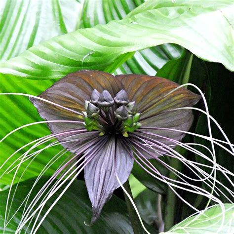 Tacca chantrieri 'Black' - Black Bat Flower, Cat Whiskers, Devil Flower ...