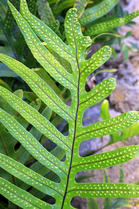 Tropical Leaf Background Royalty-Free Stock Photo