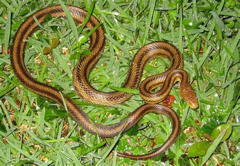 Yellow Rat Snake Information & Facts | Snakes | Pinterest