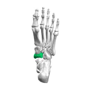 Navicular - Physiopedia