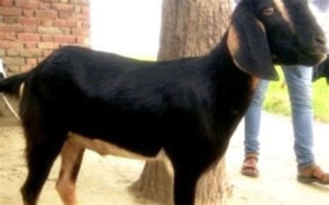 Black Bengal Goat - Rosendale Dairy Farm