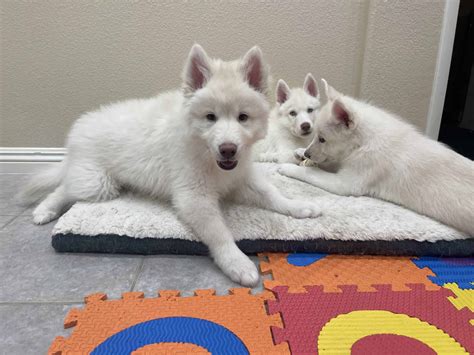 siberian husky puppies | PetClassifieds.com