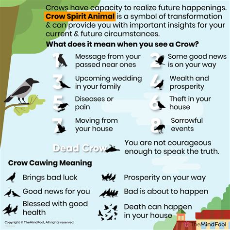 Crow Meaning | Crow Symbolism | Crow Spiritual Meaning