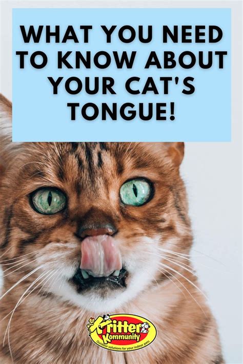 The Anatomy of a Cat Tongue | Cats, Feline anatomy, Funny cats