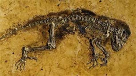 47-million-year-old primate fossil unveiled - Technology & Science - CBC News