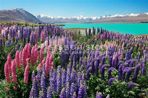 New Zealand Photos | Flowering lupins, Lake Tekapo, South Island, NZ | Sisson Stock Photos