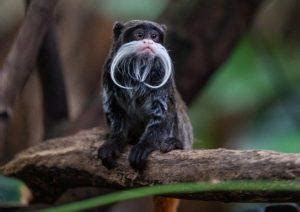 Emperor Tamarin Facts, Habitat, Lifespan, Predators, Pictures